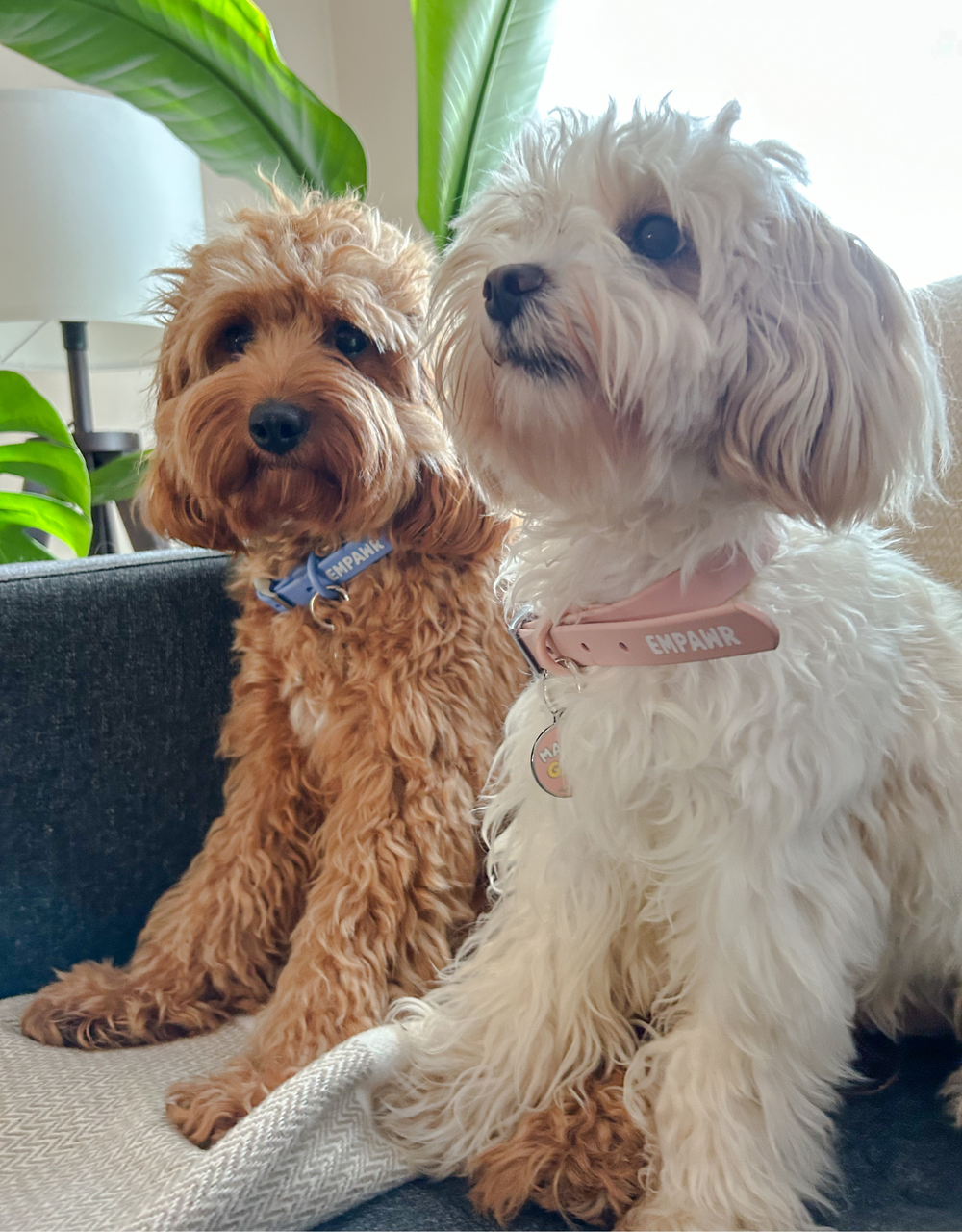 Two cockapoo dogs, one brown and one white, sit side-by-side on a gray couch. Both dogs wear EMPAWR collars with a Mama's Girl tag that reads "EMPAWR." The brown dog looks directly at the camera, while the white dog looks slightly to the right. A green plant is visible in the background.