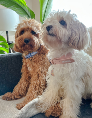Two cockapoo dogs, one brown and one white, sit side-by-side on a gray couch. Both dogs wear EMPAWR collars with a Mama's Girl tag that reads "EMPAWR." The brown dog looks directly at the camera, while the white dog looks slightly to the right. A green plant is visible in the background.