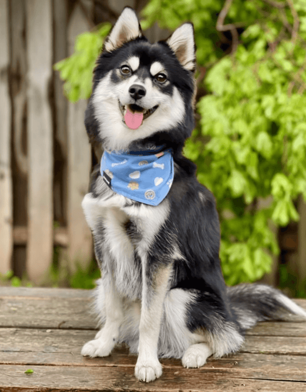 Blue Dog Bandana