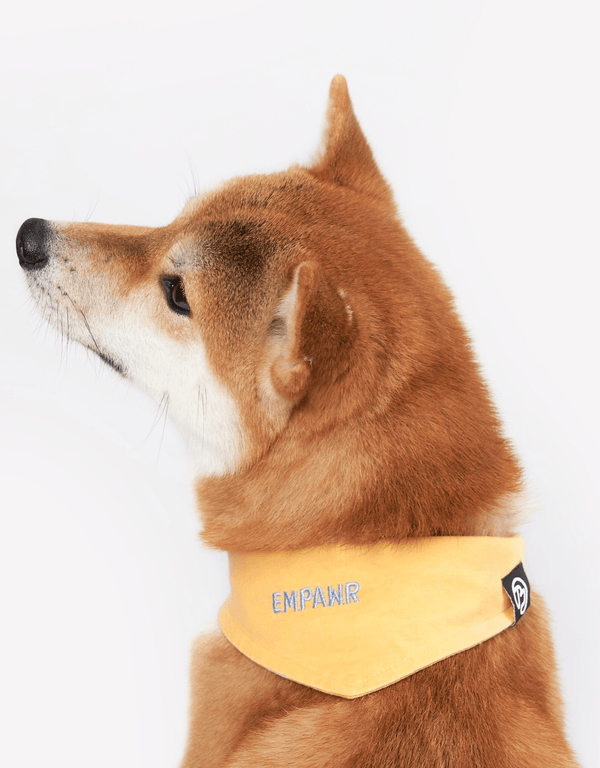 Yellow Dog Bandana