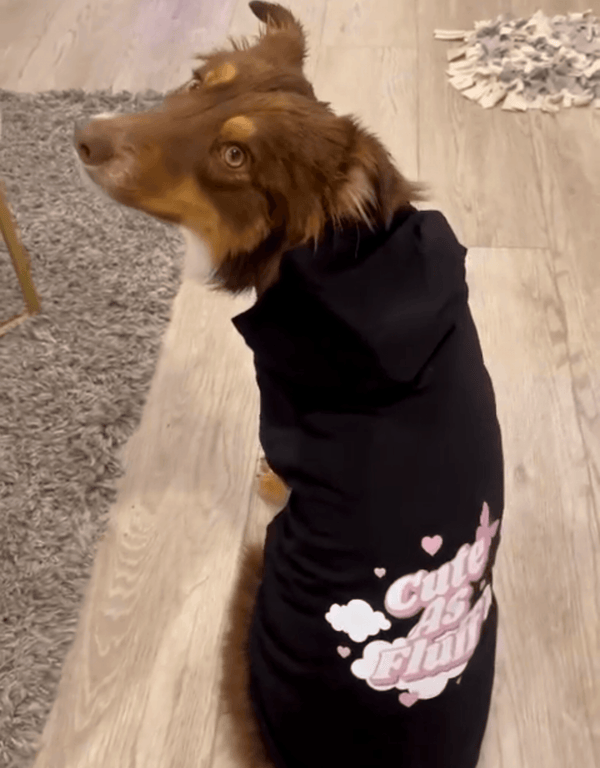 Cute As Fluff Dog Hoodie Black - Empawr