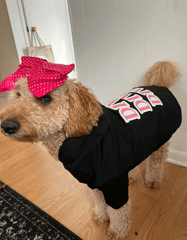 DIVA Dog Hoodie Black - Empawr