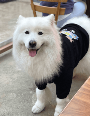 Only Child Dog Hoodie Black - Empawr