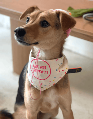 Birthday Dog Bandana