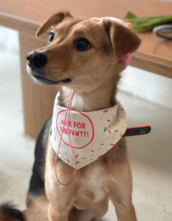 Birthday Dog Bandana