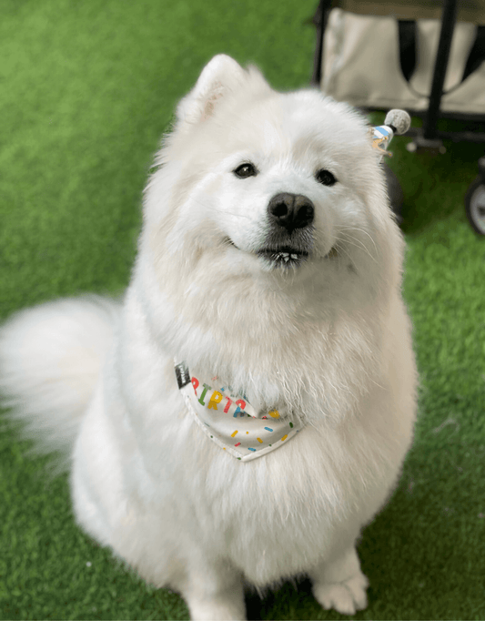 Birthday Dog Bandana Boy Girl