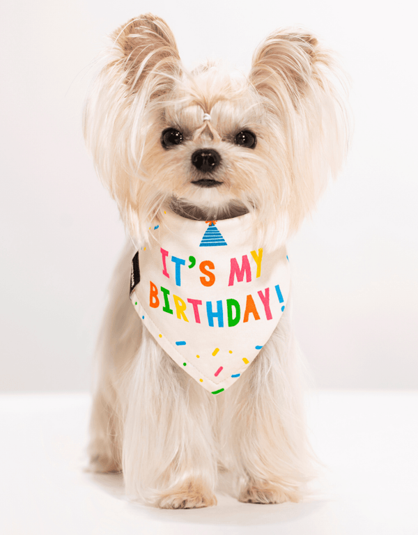 Birthday Dog Bandana Party Set