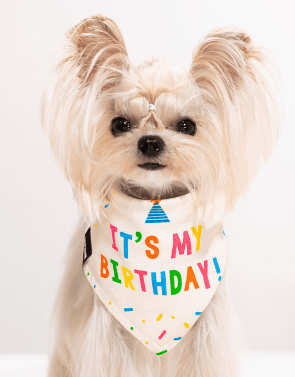 Birthday Dog Bandana Boy Girl