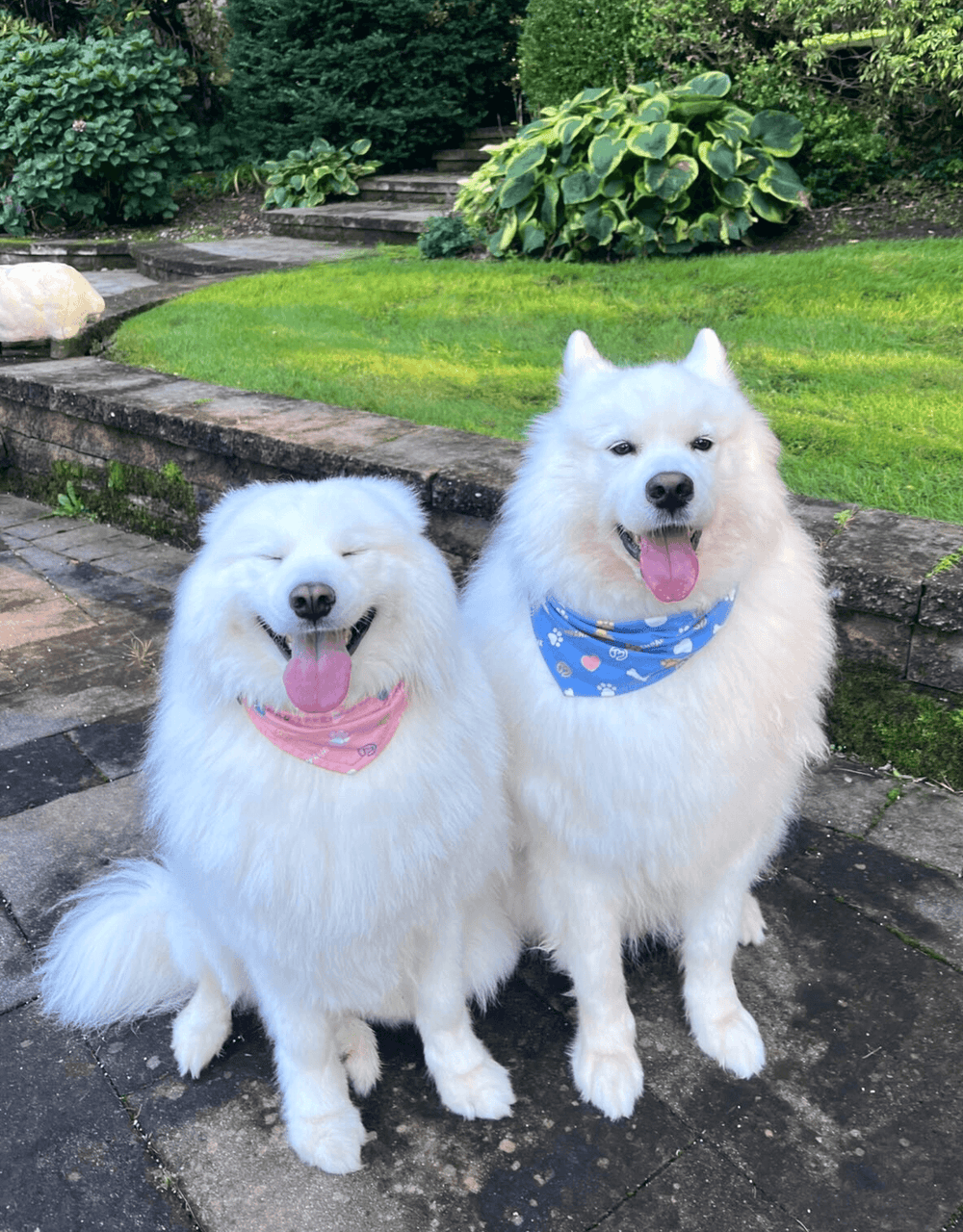 Baby Twins Dog Bandana Set - Empawr